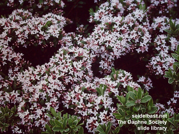 Daphne x burkwoodii ‘Albert Burkwood’, 'Burkwoods Seidelbast'