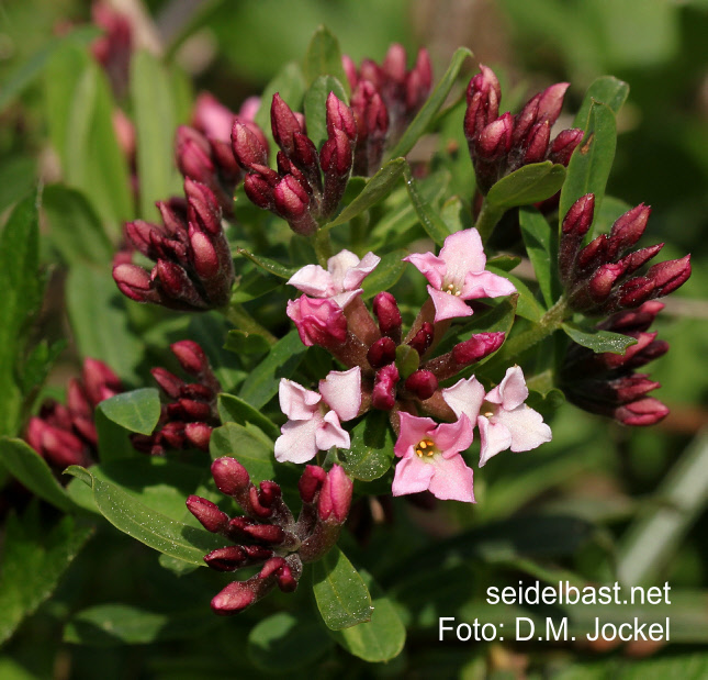 Daphne x ‘In Paradise’, flowers in bud