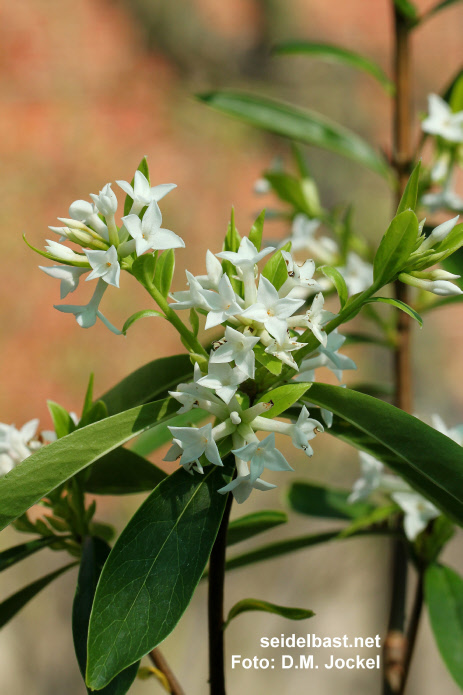 flowering Daphne x ‘White Queen