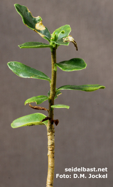 Daphne limprichtii, small three year old plant, 'Limprichts Seidelbast'