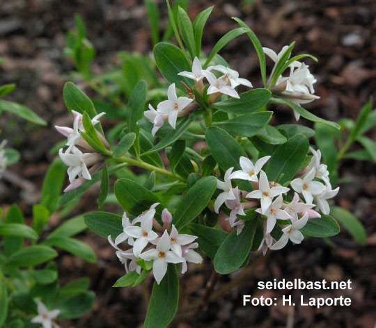 flowering Daphne x ‘Kilmeston Beauty’ depending on soil and light blossoms are a bit different in comparison to the blossom on the right image