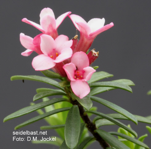 Daphne x hendersonii ‘Rosebud’, 'Hendersons Seidelbast'