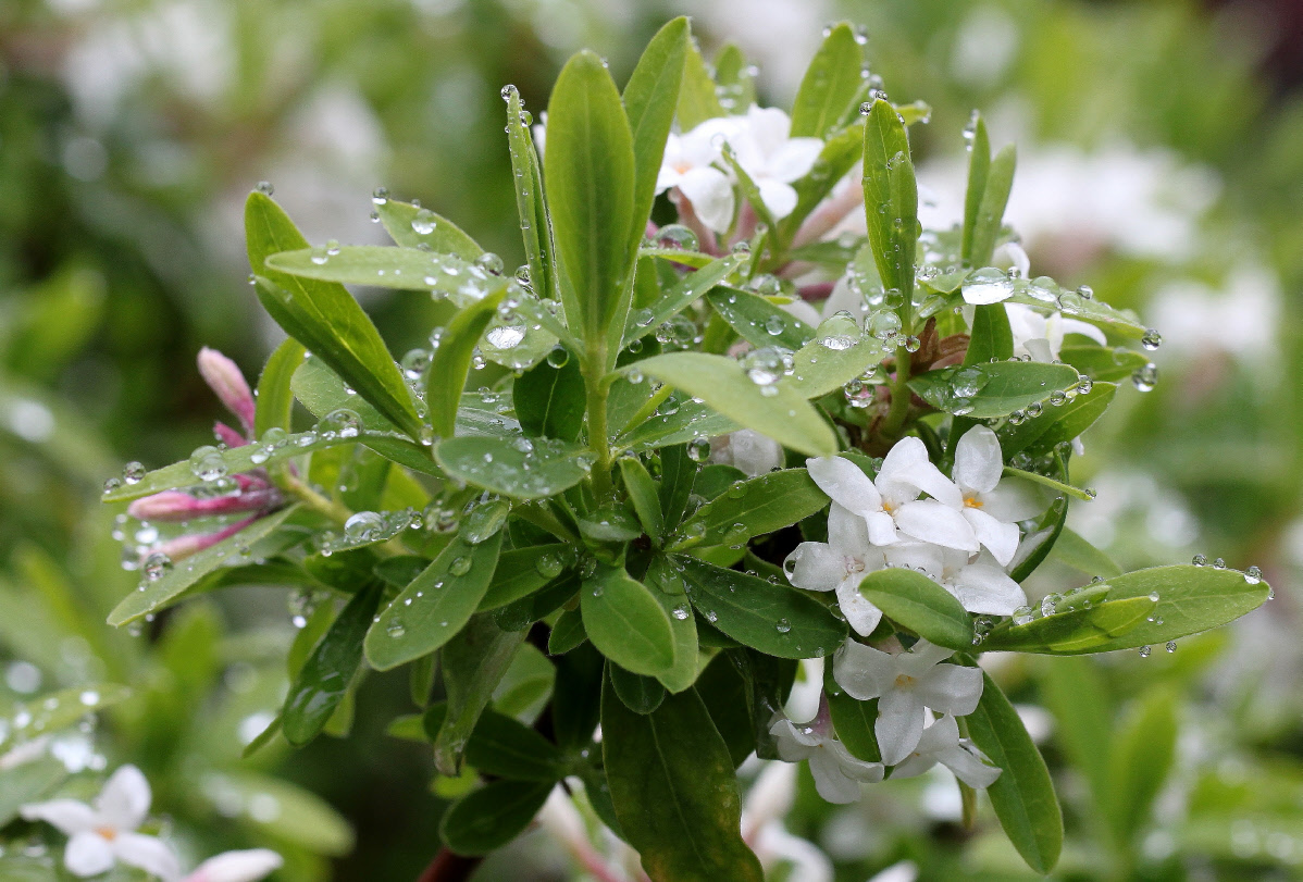 Daphne caucasica hybrid, flowers during rain Daphne caucasica hybrid, flowers during rain