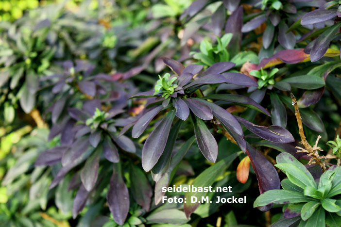 Daphne x houtteana ‘Chameleon’  dark coloured leaves, -'Houttes Seidelbast'