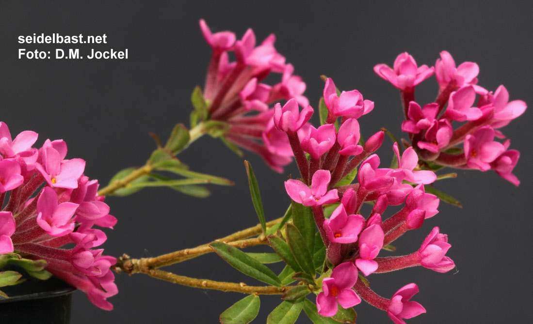 Daphne cneorum ‘Velky Kosir’, Rosmarin-Seidelbast