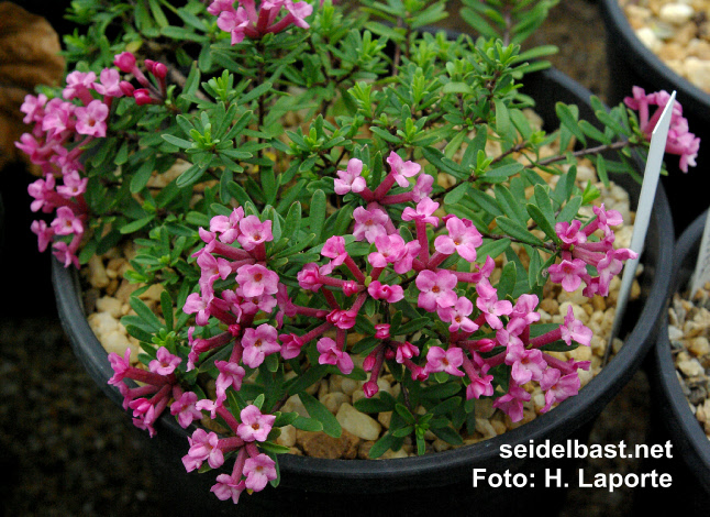 Daphne x hendersonii ‘Kath Dryden’, 'Hendersons Seidelbast'