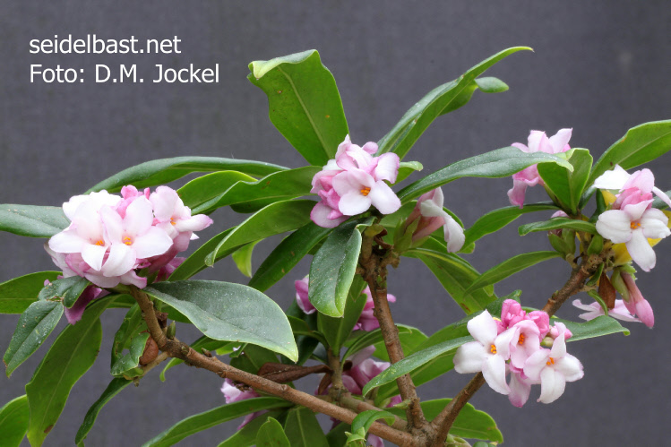 flowering Daphne x ‘Pompom-Pink’