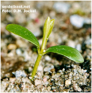 Daphne pontica, developing seedling 4 Daphne pontica, developing seedling 4