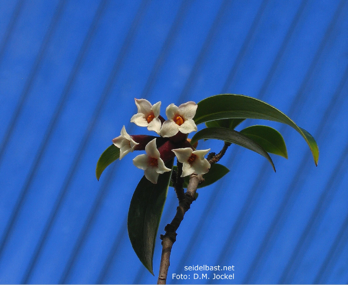 Daphne taylorii, inflorescence