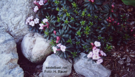 Daphne x hendersonii -type Monte Nota, 'Hendersons Seidelbast'