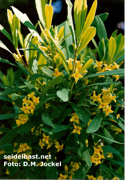 blossoms of Daphne giraldii, 'Giraldi's Seidelbast'