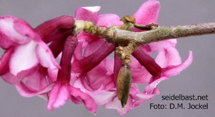 red calyx tubes of Daphne x ‘Rotkäppchen’ 