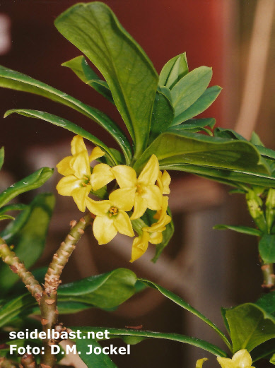 Daphne jezoensis yellow inflorescence close-up, pot cultivation