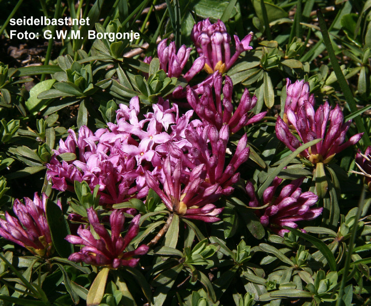 blossoms close-up of Daphne striata, Engadin, Switzerland,-'Kahles Steinröschen' oder auch 'gestreifter Seidelbast'