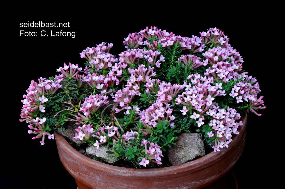 Daphne cneorum ‘Peggy Fell’, Rosmarin-Seidelbast