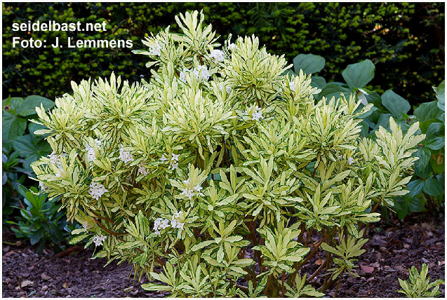 Daphne x burkwoodii ‘Briggs Moonlight’ shrub, Burkwoods Seidelbast