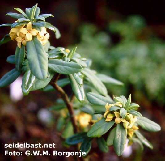 Daphne jezoensis in garden