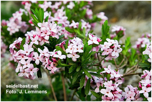 rich flowering Daphne x ‘Pink Star’