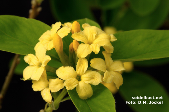 Daphne gemmata, close-up of inflorescence also known as Wikstroemia gemmata, 'juwelenbesetzter Seidelbast'