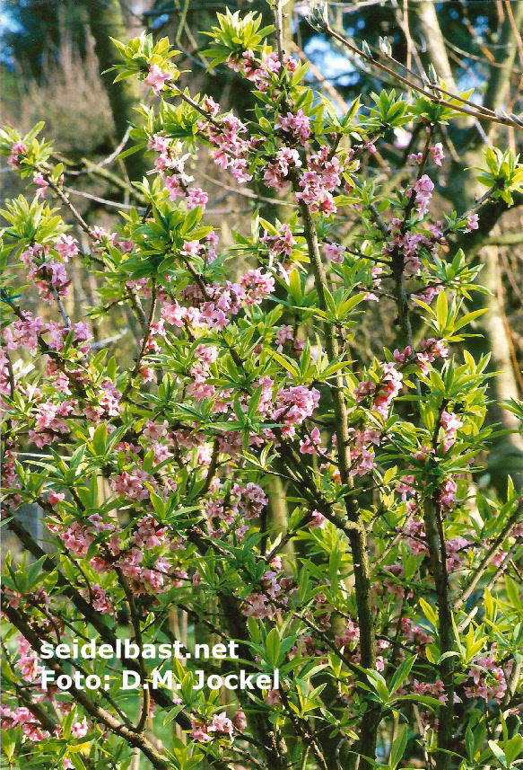 Daphne mezereum, flowering shrub in April, 'gewöhnlicher Seidelbast'