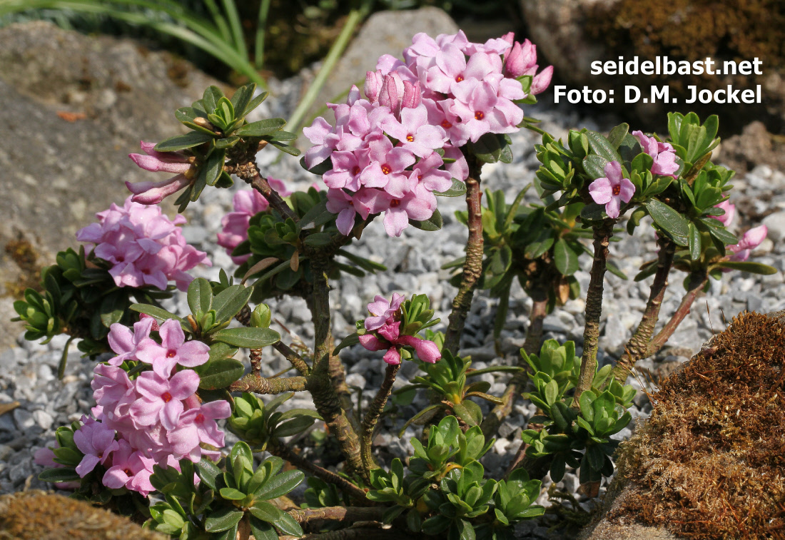 The flowers of Daphne ‘Geert Borgonje’ are wonderful bright pink