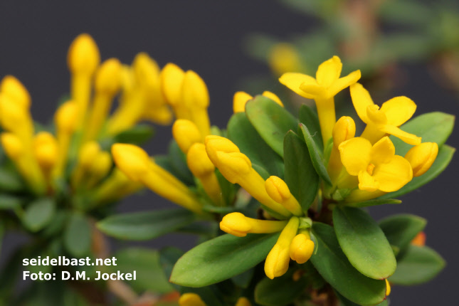 close-up of flowers, Daphne aurantiaca var. calcicola, typus- Napa Hai, -'orangefarbener Seidelbast'-