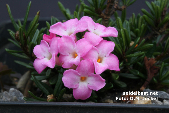 Daphne petraea beautiful unnamed selection, 'FelsenSeidelbast