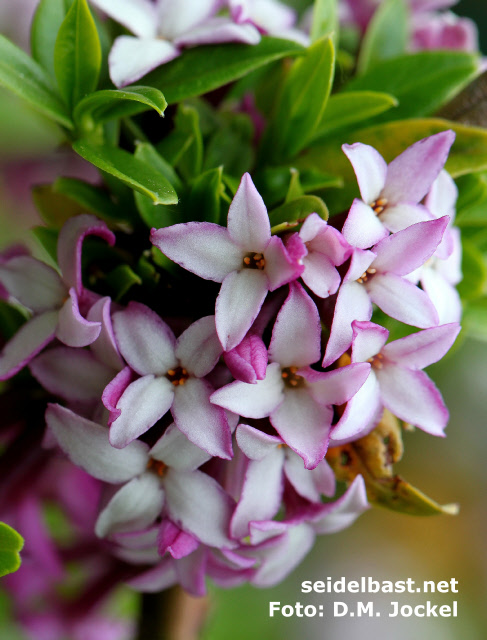Daphne tangutica blossoms close up
