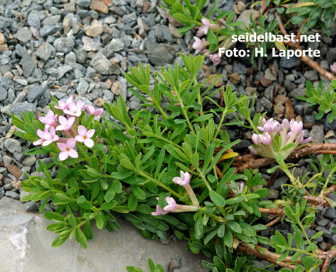 Daphne cneorum pygmaea form B, Rosmarin-Seidelbast