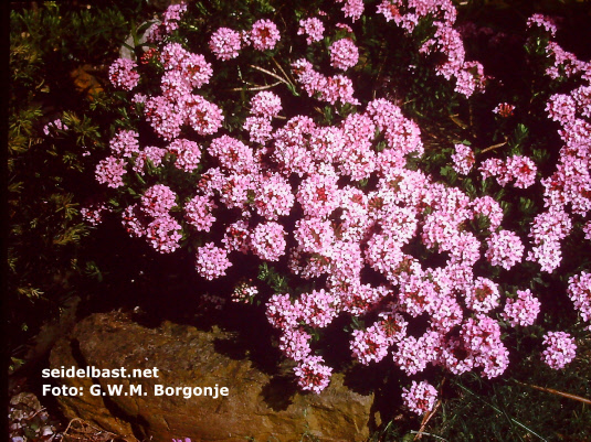 Daphne cneorum ‘ Puszta’, Rosmarin-Seidelbast