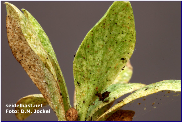 Red spider mites on leaves of Daphne mezereum-seedling Red spider mites on leaves of Daphne mezereum, Mezereon - seedling