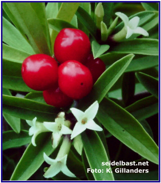 Daphne longilobata, Früchte und Blüten