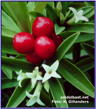 Daphne longilobata with fruits and flowers