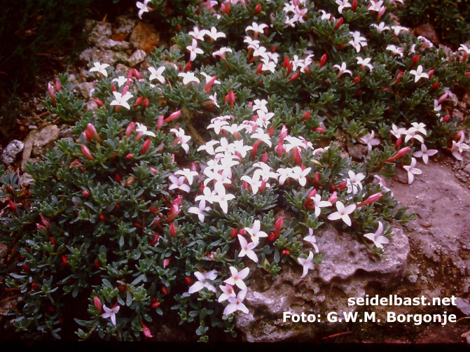 Daphne jasminea subsp. jasminea growing in garden, 'Jasmin Seidelbast'