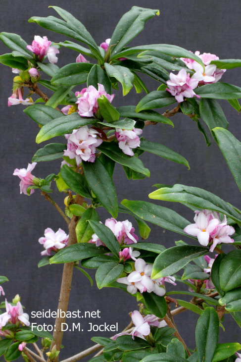view on big flowering branch of Daphne x 'Pompom-Pink'