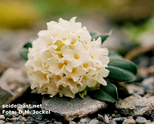 Daphne blagayana, close-up of inflorescence, 'Königs-Seidelbast', 'Blagays Seidelbast'