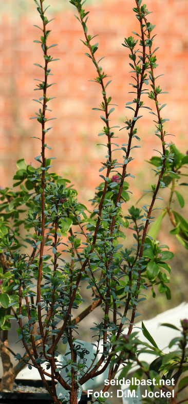 Daphne jasminea subsp. jasminea, new upright growing form, 'Jasmin Seidelbast'