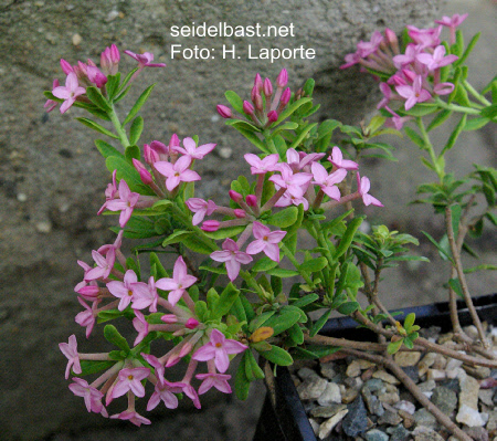 Daphne cneorum ‘Eximea’, Rosmarin-Seidelbast