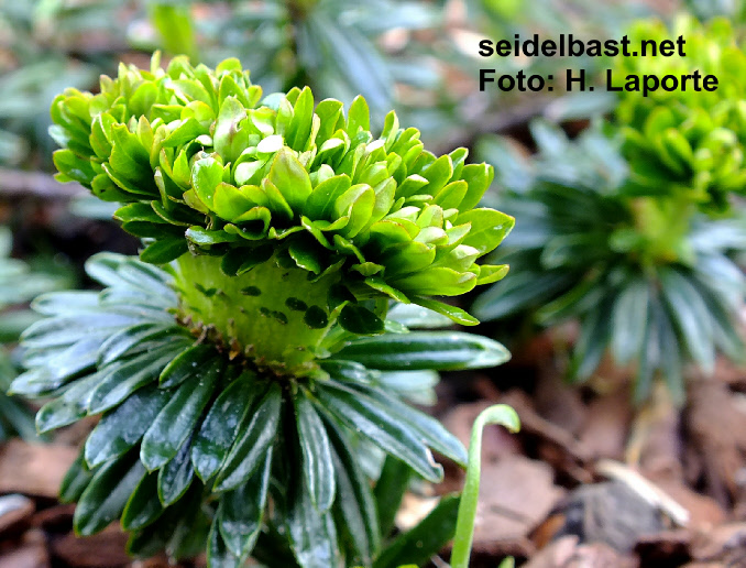 Daphne x schlyteri ‘Anita Selma’, Schlyters Seidelbast