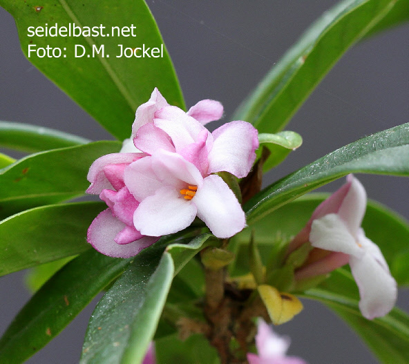 Daphne x ‘Pompom-Pink’ blossoms close-up