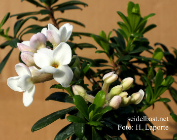 Daphne x ‘Colinton Crown’ blossoms