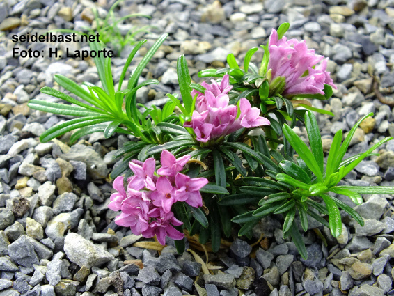 Daphne x adamantina / suendermannii ‘Franz Suendermann’