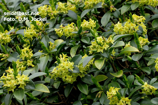 view into a rich flowering Daphne pontica hybrid, b