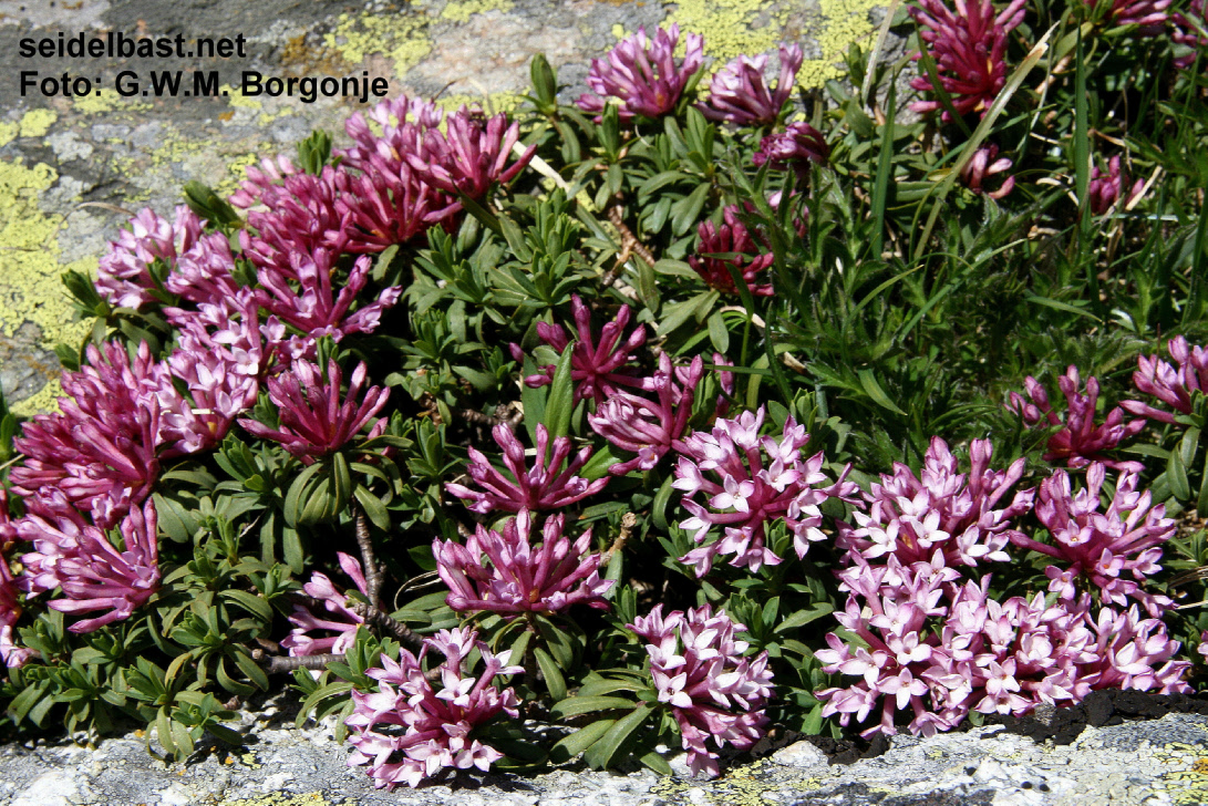 Daphne striata rich flowering shrub, inflorescences, Engadin, Switzerland,-'Kahles Steinröschen' oder auch 'gestreifter Seidelbast'