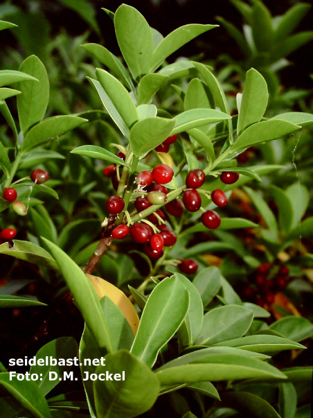 Daphne pontica subsp. haematocarpa with fruits, 'Pontischer Seidelbast'