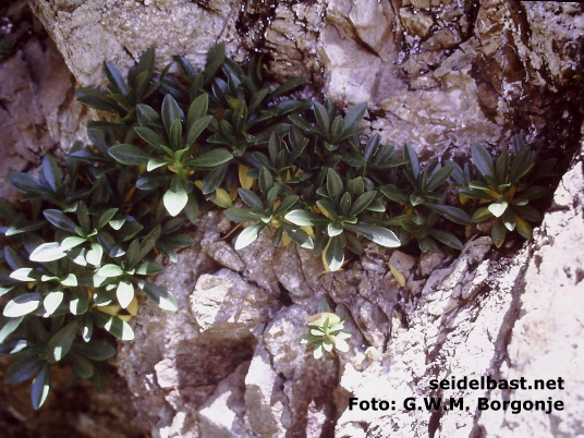 Daphne laureola subsp. philippi , Pyrenees, France Daphne laureola subsp. philippi , Pyrenees, France, 'Lorbeer Seidelbast'