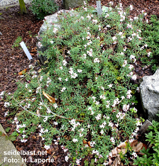Daphne x whiteorum ‘Warnford’ shrub, 'White's Seidelbast'