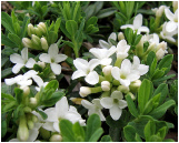 Daphne cneorum pygmaea alba flowers, 'garland flower', Rosmarin-Seidelbast'