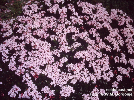 Daphne x hendersonii 'Aymon Correvon' flowering shrub, 'Hendersons Seidelbast'