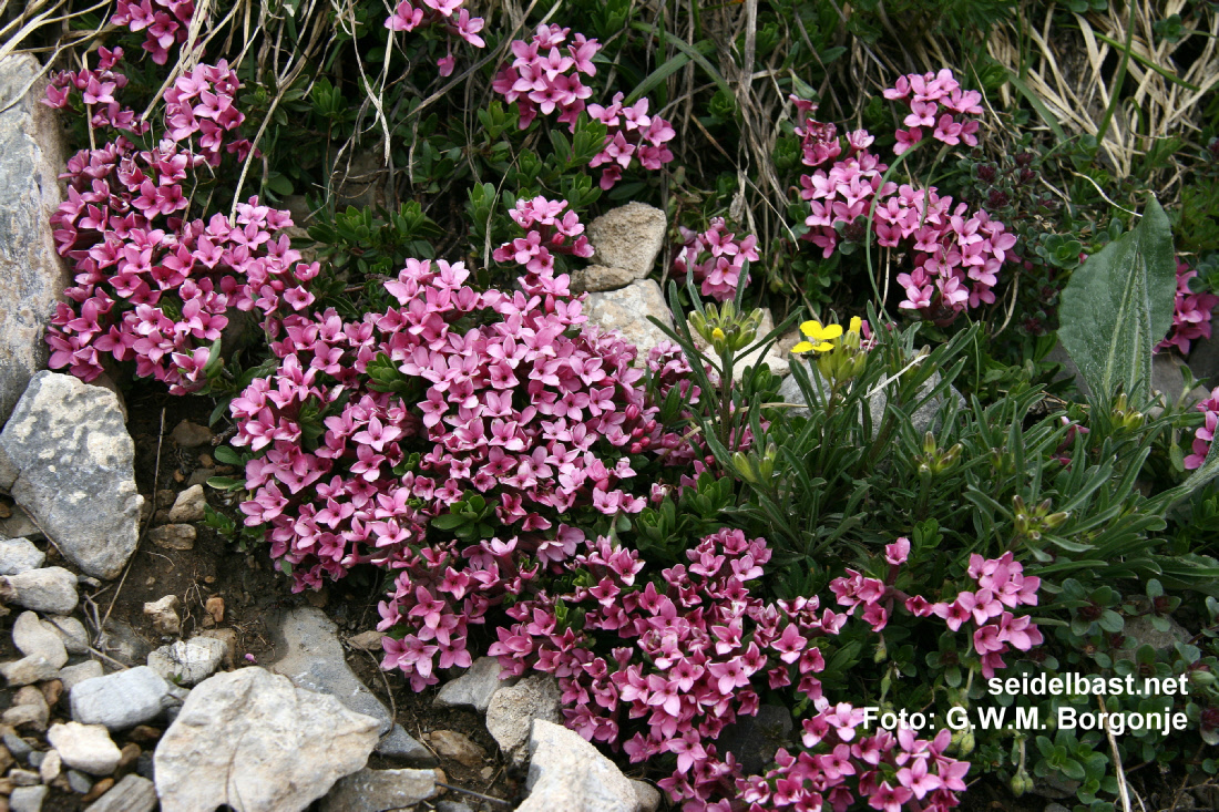 Daphne cneorum, French Alps, Rosmarin-Seidelbast